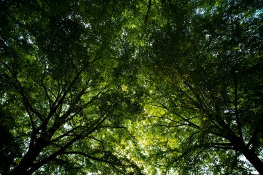 Bahar ağacı arka planında yeşil yapraklar. Yeşil yapraklı orman yeşillik arka planı. Bulanık yeşil arkaplanda yeşil yaprak ormanı
