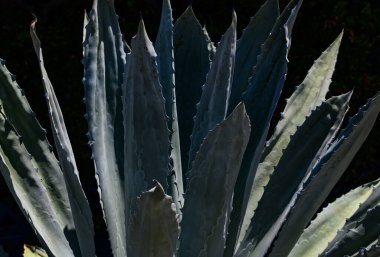 Agave bitkisi. Tekilaya karşılık Agave. Yeşil diken sulu. Kaktüs arka planı, tasarım ya da kaktüs deseni. Kaktüs mü kaktüs bitkisi mi? Kaktüs bitkileri. Dikenli sulu arka plan bitkisi