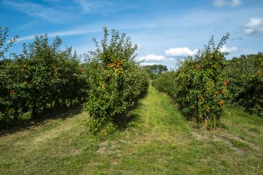 Elma ağacı. Kırmızı elma bahçesi. Elma bahçesi. Bahçedeki ağaçtaki olgun kırmızı elma dalları. Sonbahar Hasadı