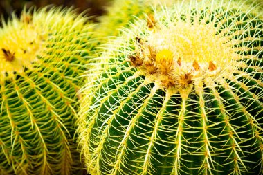 Arka planda dikenli sulu bitki. Yeşil diken sulu. Kaktüs dikenleri. Agave kaktüs arka planı. Kaktüs mü kaktüs bitkisi mi? Kaktüs bitkileri