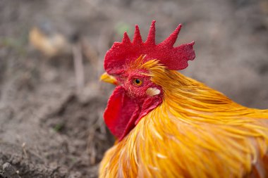 Izgara tavuk. Horoz. Horoz horozu. Çiftlik hayvanları. Kümes hayvanları çiftliği. Çiftlikteki horoz horozu. Çiftçilik. Kırsal tarım arazisi. Çiftlikteki horoz