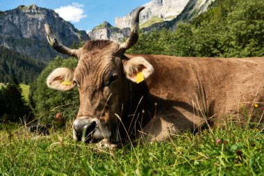 İsviçre Alp Dağları 'ndaki kahverengi inek. İsviçre. Yaz otlağında inek. Alplerde otlayan inek sürüsü. Çimen tarlasında olgun bir inek. Otlakta ot yiyen inekler. İnek Çiftliği. Otlakta otlayan inekler