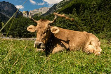 İsviçre Alplerinde kahverengi inek. Yaz otlağında inek. Alplerde otlayan inek sürüsü. Çimen tarlasında olgun bir inek. Otlakta ot yiyen inekler. İnek Çiftliği. Otlakta otlayan inekler