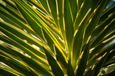 Kaktüs deseni. Kaktüs bitkileri. Yeşil kaktüs arka planı. Kaktüs mü kaktüs bitkisi mi? Arka planda dikenli sulu bitki. Yeşil diken sulu