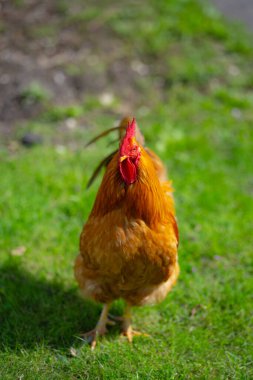 Tavuk çiftliği. Horoz. Horoz horozu. Kümes hayvanları çiftliği. Çiftlik hayvanları. Çiftlikteki horoz horozu. Çiftçilik. Kırsal tarım arazisi. Horoz çiftlikte. Izgara tavuk.