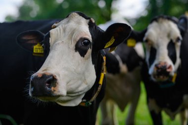 Meadow 'da inek. Yeşil tarlada sığır eti. Çimenli otlaktaki inek. Kırsalda bir inek. İnekler yaz otlaklarında otlar. İneklerle dolu kırsal araziler. Otlaktaki inekler
