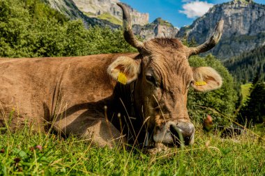 Alp çayırındaki inek. Yeşil tarladaki inek. Çayır inekleri. Sığır otlağı. Kırsalda bir inek. İnekler yaz otlaklarında otlar. İneklerle dolu kırsal araziler. Otlaktaki inekler