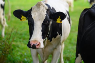 İnek otlağı. İnek otlağı. Yeşil çayırdaki inek. Yeşil tarlada taze çimlerle otlayan inek. Holstein inekleri. Tarlada inekler