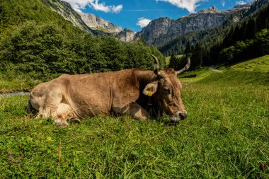 Alplerde inekler otlar. İsviçre 'deki dağlık çayırlarda inekler. İnek otlağı. İnek çayırı yeşil alp çayırı. Yeşil tarlada inek otluyor. Dağ tarlasında inekler. Alplerdeki dağ otlağındaki inek