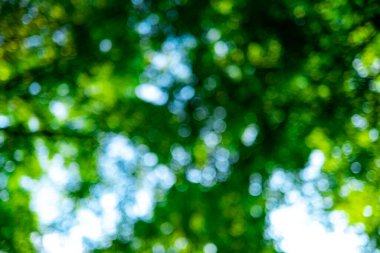 Forest Bokeh geçmişi. Yeşil yapraklı arka plan. Bulanık yeşil arka planda yeşil yaprak ormanı. Yeşil doğa geçmişi. Ormanda yeşil yaprak. Bitkiler bulanık arkaplan bırakır