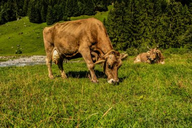 Otlatıcı İnekler. Yeşil otlakta otlayan inek. Yeşil yaz tarlasında inek sürüsü. Yaz kırsal arazisi ve inekler için otlak. Kırsaldaki inek sürüsü. Alplerdeki çiftliklerdeki inekler