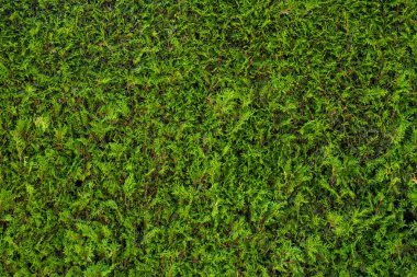 Yeşil doğa geçmişi. Yeşil arka plan. Çalının yeşil yaprağı. Yeşil yapraklı arka plan. Çalı yeşili arka plan. Arkaplanda bitkiler bırakır