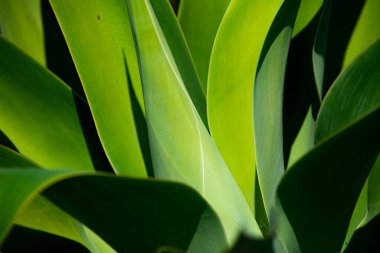 Yeşil bitkiler. Kaktüs arka planı. Tasarım ya da kaktüs deseni. Kaktüs mü kaktüs bitkisi mi? Kaktüs bitkileri. Arkaplan sulu bitkiler. Yeşil diken sulu