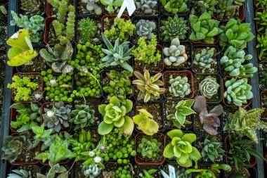 Yeşil diken sulu. Kaktüs bitkisi. Kaktüs arka planı, tasarım ya da kaktüs deseni. Kaktüs mü kaktüs bitkisi mi? Sulu bitkiler. Dikenli sulu arka plan bitkisi