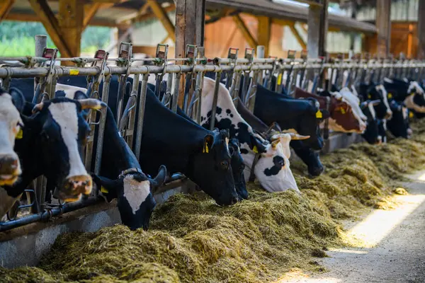 Süt çiftliğindeki inek. İnek fabrikası. Tarım endüstrisi, tarım, insanlar ve hayvancılık kavramı. Süt çiftliğindeki olgun inek. İnek çiftliği sütü