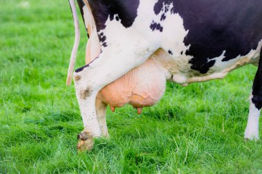 Holstein İnek memesi. İnek memesi. Olgun inekler. İnekler çiftlikte otluyor. Çayırdaki süt ineği sürüsü. İnek çiftliği. Yeşil çayır üzerinde siyah beyaz inekler