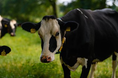 Olgun inek. Siyah ve beyaz Holstein ineği çayırda. Holstein inekleri otlakta. Çayırdaki inekler. İnek Çiftliği. Kır çiftliği. Tarlada inek sürüsü