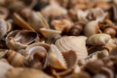 Yumuşakça kabuklar. Deniz kabuğu arka planı. Okyanus kabukları. Deniz kabuğu arka planı. Deniz kabuklarının dokusu. Yaz mevsimi