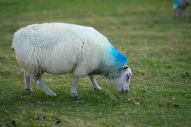 Sheep in the farm. Domestic farm animals. Sheep pasture on farm, close up. Sheep eating grass on a field. Sheep grazing at pasture clipart