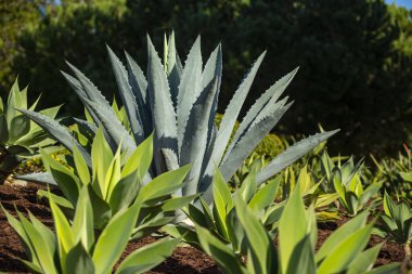 Dikenli sulu bir bitki. Yeşil diken sulu. Agave bitki yaprakları. Tekilaya karşılık Agave. Kaktüs arka planı, kaktüs deseni. Kaktüs mü kaktüs bitkisi mi? Kaktüs bitkileri. Arkaplan fabrikası