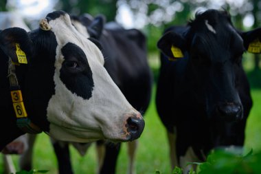 Holstein İnek Sürüsü. Çiftlikteki inek sürüsü. Çayırdaki süt ineği sürüsü. İnek çiftliği. Çimen tarlasında siyah ve beyaz inekler. Holstein inekleri