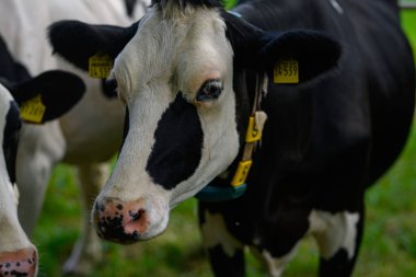 Olgun inek. Siyah ve beyaz Holstein ineği çayırda. Holstein inekleri otlakta. Çayırdaki inekler. İnek Çiftliği. Kır çiftliği. Tarlada inek sürüsü