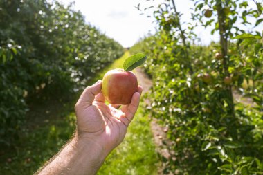Bahçedeki bir dalda kırmızı sulu elmalar. Elma bahçesi. Elma ağaçları. Kırsal bahçe. Ağaçta olgun kırmızı elmalar. Bahçedeki ağaçtaki elma