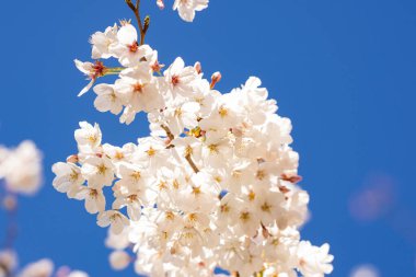 Beyaz çiçek ağacı. Bahar çiçeği arka planı. Bahar zamanı çiçek açan kiraz ağacı. Mavi gökyüzünde çiçek ağacı. Beyaz çiçeklerle çiçek açan ağaç brunch 'ı