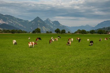 Otlayan inekler. İnekler tarlada. Yeşil otlaktaki inek sürüsü. Kırsal alan ve inekler için otlak. Kırsaldaki inek sürüsü. Çiftlik arazilerinde inekler. Çiftçilik