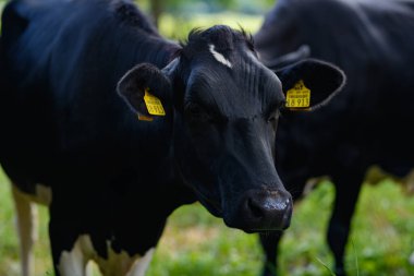 Holstein İnek Sürüsü. Çiftlikteki inek sürüsü. Çayırdaki süt ineği sürüsü. İnek çiftliği. Çimen tarlasında siyah ve beyaz inekler. Holstein inekleri