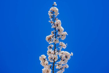 Bahar arka planı. Mavi gökyüzünde çiçek açan kiraz çiçekleri. Çiçek açan ağaçlar. Çiçek açan bahar çiçekleri. İlkbaharda açan ağaçlar