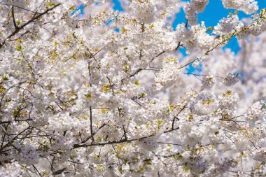 Beyaz kiraz çiçeği. Kiraz ağacının çiçekleri. Çiçek açan ağaçlarla bahar arkaplanı. Bahar çiçekleri. Çiçek açan beyaz çiçek