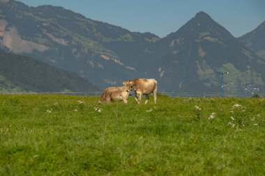 Otlakta otlayan inekler. İnek sürüsü. Çiftlikte inek sürüsü otluyor. Çayırdaki süt ineği sürüsü. İnek çiftliği. İneklerle dolu kır manzarası. Çimenli tarlada inekler