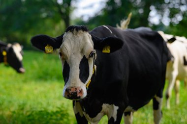 Holstein İnek Sürüsü. Çiftlikte inek sürüsü otluyor. Çayırdaki süt ineği sürüsü. İnek çiftliği. Yeşil çayır üzerinde siyah beyaz inekler