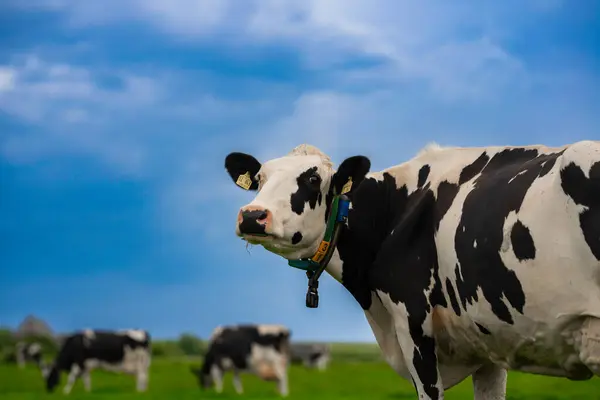 Alplerde inekler otlar. İsviçre 'deki dağlık çayırlarda inekler. İnek otlağı. İnek çayırı yeşil alp çayırı. Yeşil tarlada inek otluyor. Dağ tarlasında inekler. Alplerdeki dağ otlağındaki inek
