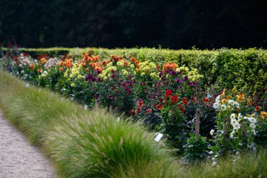 Çiçek açmış renkli çiçekler. Peyzaj çiçek bahçesi. Güzel çiçek bahçesi. Çiçekli gül çalısı. Bahçedeki çiçek çalısı. Pembe çiçekler