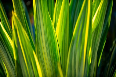 Yeşil diken sulu. Kaktüs dikenleri. Agave kaktüs arka planı. Kaktüs mü kaktüs bitkisi mi? Kaktüs bitkileri. Dikenli sulu arka plan bitkisi