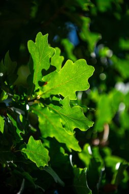 Arkaplan bırakır. Yeşil doğa geçmişi. Ormanda yeşil yaprak. Yeşil yapraklı arka plan. Bulanık yeşil arka planda yeşil yaprak ormanı. Arkaplanda bitkiler bırakır