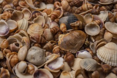 Deniz kabuğu deseni. Deniz kabuğu arka planı. Okyanus kabukları. Deniz kabuğu arka planı. Deniz kabuklarının dokusu