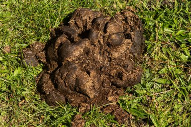 İnek kakası. İnekler yaz otlağı. Alplerde otlayan inek sürüsü. Çimen tarlasında olgun bir inek. Otlakta ot yiyen inekler. İnek Çiftliği. Otlakta otlayan inekler