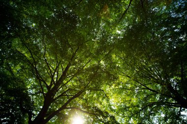 Bahar ağacı arka planında yeşil yapraklar. Yeşil yapraklı orman yeşillik arka planı. Bulanık yeşil arkaplanda yeşil yaprak ormanı