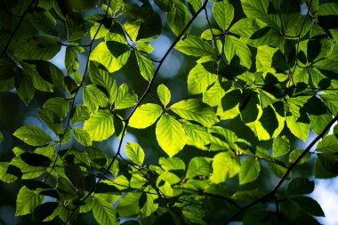 Yeşil Yapraklar arka planı. Yeşil doğa geçmişi. Arkaplanda bitki bırakır. Ormanda yeşil yaprak. Yeşil yapraklı arka plan. Bulanık yeşil arka planda yaprak ormanı