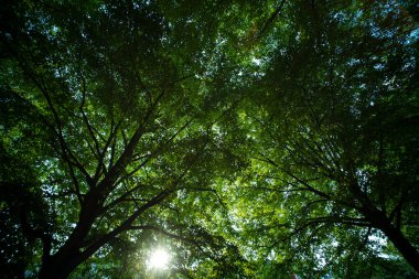Bahar ağacı arka planında yeşil yapraklar. Yeşil yapraklı orman yeşillik arka planı. Bulanık yeşil arkaplanda yeşil yaprak ormanı