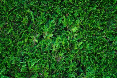 Yeşil doğa geçmişi. Ormanda yeşil yaprak. Yeşil Yapraklar arka planı. Yeşil yapraklı arka plan. Bulanık yeşil arka planda yaprak ormanı. Arkaplanda bitkiler bırakır