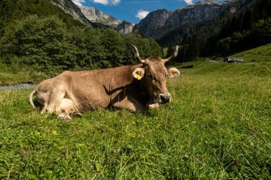Yaz otlağında İsviçre ineği. Alplerde inek otluyor. Tarlada inek. İsviçre otlağındaki süt inekleri. Yeşil Tarlada Olgun İnek