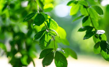 Bahar yeşili arka plan. Yeşil yapraklı orman yeşillik arka planı. Orman geçmişi. Yeşil doğa geçmişi. Ormanda yeşil yaprak. Arkaplanda bitkiler bırakır