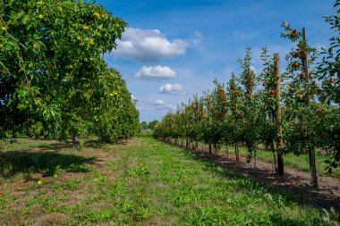 Bahçesinde olgun kırmızı elmalar olan elma ağaçları. Ağaçların dallarında doğal kırmızı elmalar. Sonbahar elma bahçesi. Elma bahçesinde kırmızı sulu elmalar