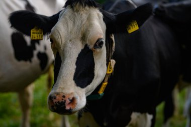Meadow 'da inek. Yeşil tarlada sığır eti. Çimenli otlaktaki inek. Kırsalda bir inek. İnekler yaz otlaklarında otlar. İneklerle dolu kırsal araziler. Otlaktaki inekler