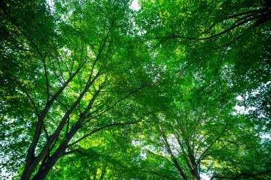 Bahar ağacı arka planında yeşil yapraklar. Yeşil yapraklı orman yeşillik arka planı. Bulanık yeşil arkaplanda yeşil yaprak ormanı