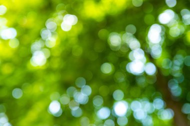 Arkaplanda bulanık bitkiler bırakır. Yeşil yapraklı arka plan. Bulanık yeşil arka planda yeşil yaprak ormanı. Bokeh geçmişi. Yeşil doğa geçmişi. Ormanda yeşil yaprak